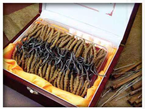 姚安冬虫夏草回收